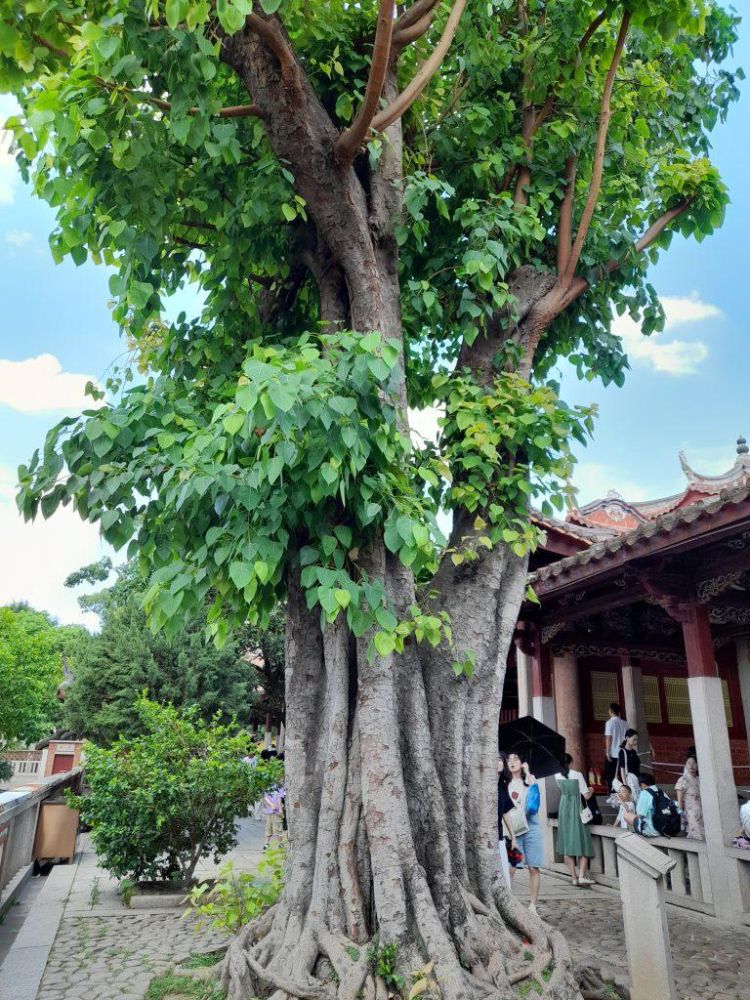 菩提樹